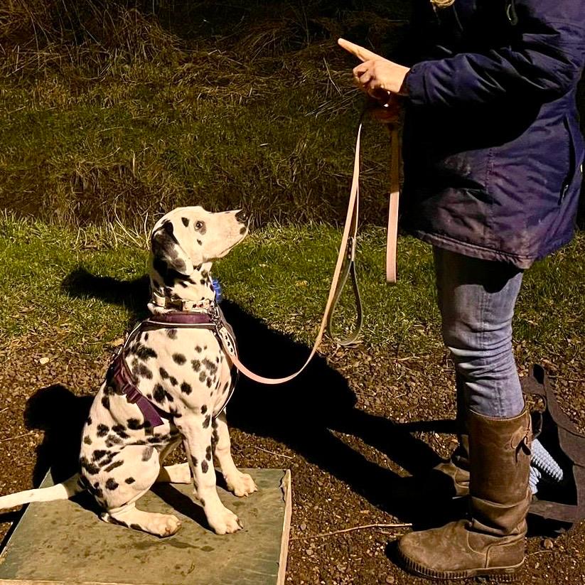 puppy training nabij rotterdam